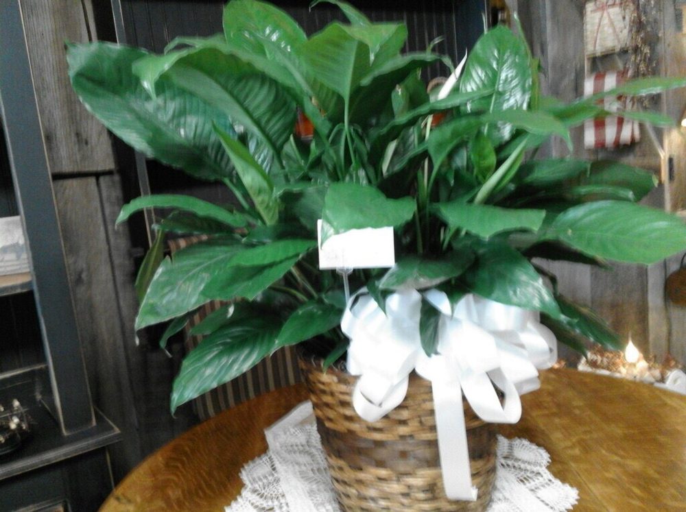 ARCHER’S FLOWERS & GIFTS Updated October 2024 420 Cumberland St, Caldwell, Ohio Florists