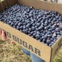 Photo of Big Bend Berries