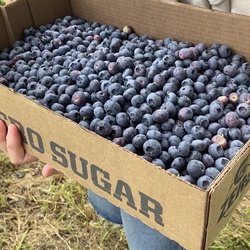 Big Bend Berries