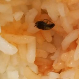 Roach in my rice from Swen...... Don't waste your money here Roach in my rice from Swen...... Don't waste your money here