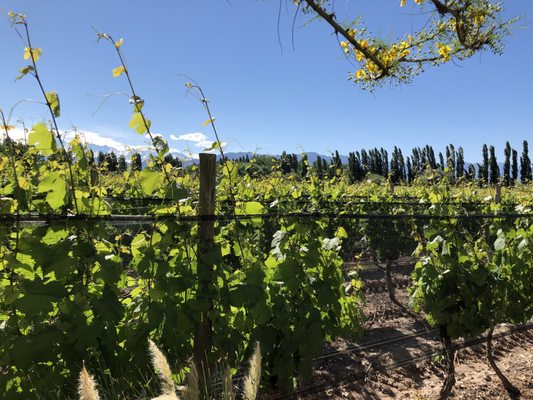 Casarena Bodega y Viñedos by null