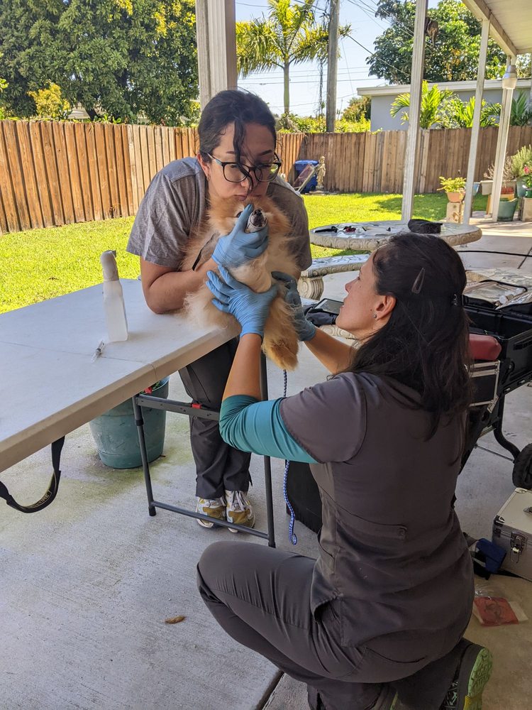 Healthy Paws Mobile Vet Image