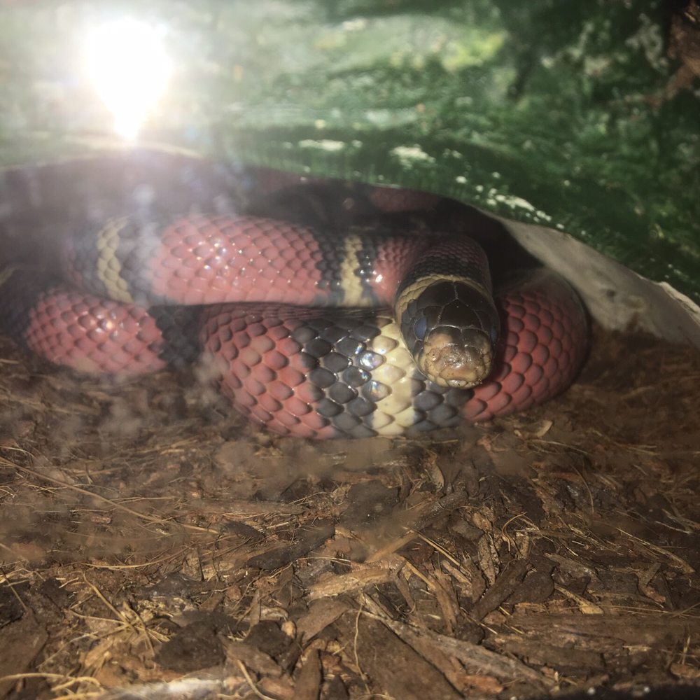 Spring Creek Greenway Nature Center - More Sssssnakesssss! - Parks Near Me - Spring, Texas Spring Creek Greenway Nature Center - More Sssssnakesssss! - Parks Near Me - Spring, Texas
