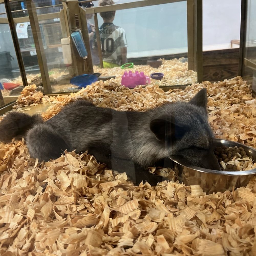 Panhandle Exotics - fox eating - Pet Stores Near Me - Pensacola, Florida Panhandle Exotics - fox eating - Pet Stores Near Me - Pensacola, Florida