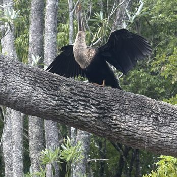 T n T Hideaway - Cormorant drying its wings - Rafting/Kayaking Near Me - Crawfordville, Florida