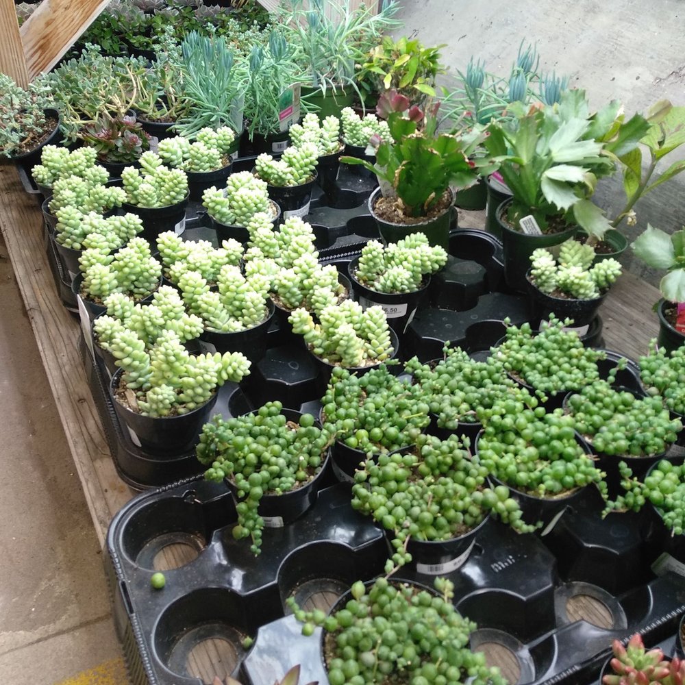 Indoor Sun Shoppe - More succulent - Nurseries & Gardening Near Me - Seattle, Washington Indoor Sun Shoppe - More succulent - Nurseries & Gardening Near Me - Seattle, Washington