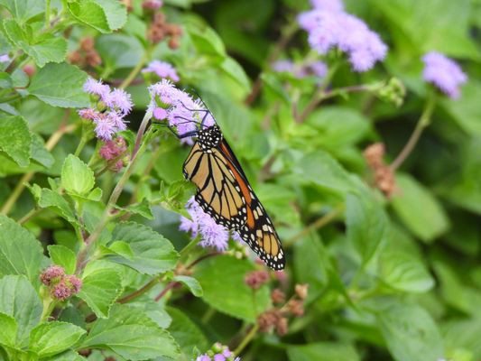 Cincinnati Zoo & Botanical Garden by null