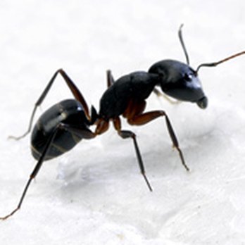 EcoCare Pest Control - EcoCare Pest Solutions Portland OR - Ant Removal - Pest Control Near Me - Portland, Oregon EcoCare Pest Control - EcoCare Pest Solutions Portland OR - Ant Removal - Pest Control Near Me - Portland, Oregon