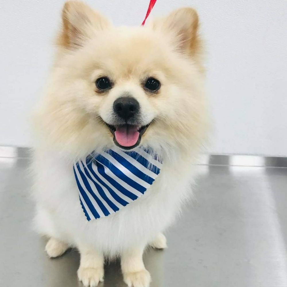 GOLDEN PAWS GROOMING Updated June 2024 20 Photos 1050 Mackintosh