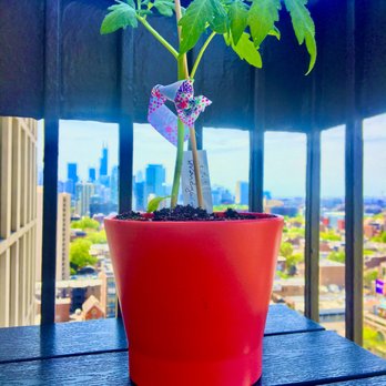 Chicago Market - My purchase of a Brandywine Tomato Plant from the Peterson Garden Project held there - Grocery Near Me - Chicago, Illinois Chicago Market - My purchase of a Brandywine Tomato Plant from the Peterson Garden Project held there - Grocery Near Me - Chicago, Illinois