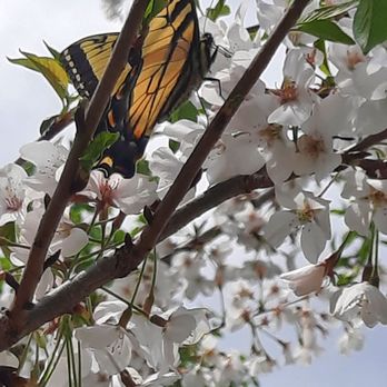 Gibbs Gardens - Butterfly enjoying the cherry blossom trees - Botanical Gardens Near Me - Ball Ground, Georgia Gibbs Gardens - Butterfly enjoying the cherry blossom trees - Botanical Gardens Near Me - Ball Ground, Georgia