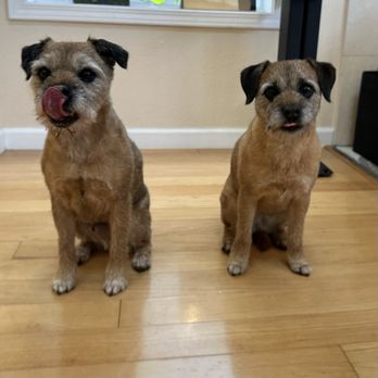 Pet Stylist - My dogs after being hand stripped! - Pet Groomers Near Me - San Leandro, California Pet Stylist - My dogs after being hand stripped! - Pet Groomers Near Me - San Leandro, California