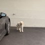 Bark And Stroll With Mollie