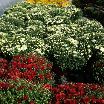 Demarest Farm - Mums red - Farmers Market Near Me - Hillsdale, New Jersey Demarest Farm - Mums red - Farmers Market Near Me - Hillsdale, New Jersey