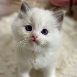 Kitten Cuddle Corner - Perfectly Adorable Ragdoll kitten