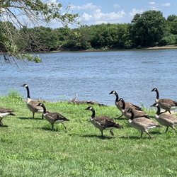 William G Stratton State Park - Geese next to water