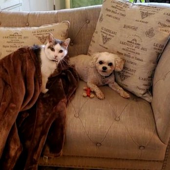 Khiranne's Cat Care - Pet Sitting Near Me Khiranne's Cat Care - Pet Sitting Near Me