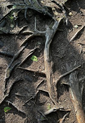 Cave Point County Park by null