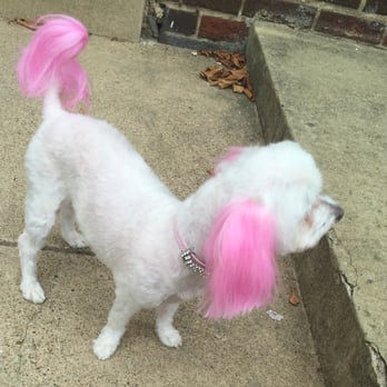 Petite Pet Gallery - After - Pet Groomers Near Me - Brentwood, Maryland Petite Pet Gallery - After - Pet Groomers Near Me - Brentwood, Maryland