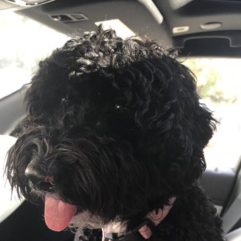 Pits to Poodles Dog Grooming - Pet Groomers Near Me - Eugene, Oregon