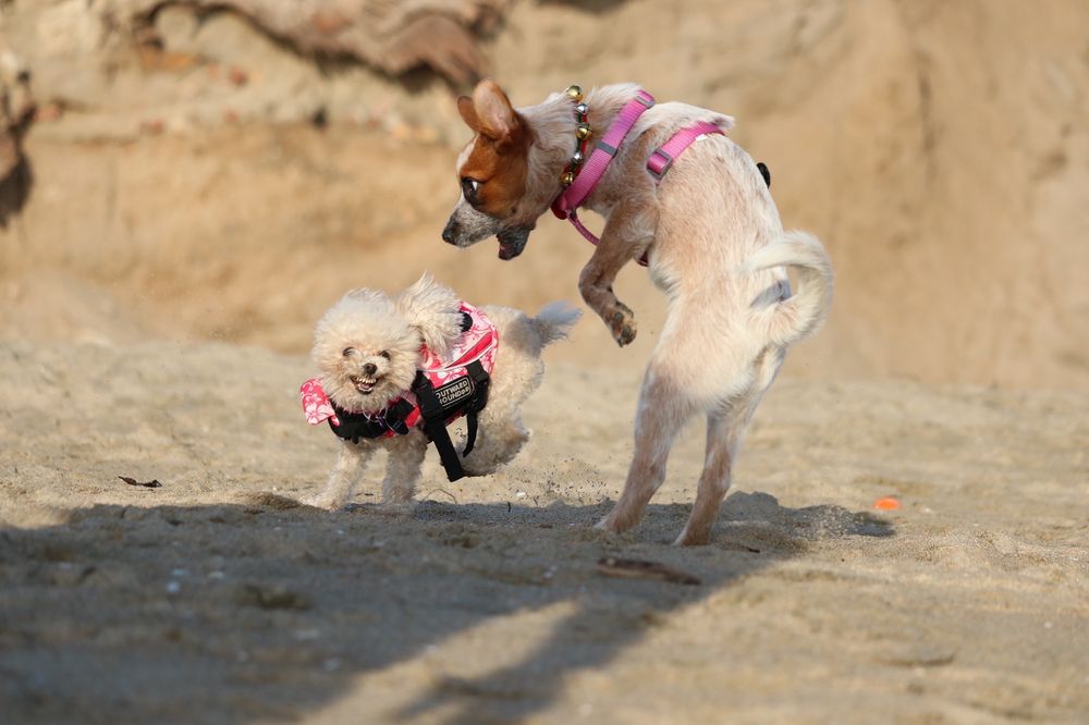 PARK COMMUNITY ANIMAL HOSPITAL 143 Photos & 256 Reviews