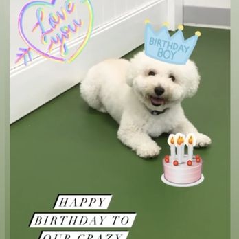 EveryDog - Pet Training Near Me - Tustin, California EveryDog - Pet Training Near Me - Tustin, California