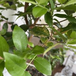 Bonsai Outlet