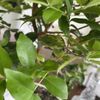 Bonsai Outlet gift card