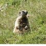 Photo of La Marmotte