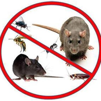 Safety Fumigant Pest, Termite & Wildlife Squirrel Removal - Pest Control Near Me - Hingham, Massachusetts Safety Fumigant Pest, Termite & Wildlife Squirrel Removal - Pest Control Near Me - Hingham, Massachusetts