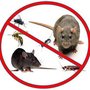 Photo of Safety Fumigant Pest, Termite & Wildlife Squirrel Removal
