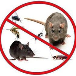 Safety Fumigant Pest, Termite & Wildlife Squirrel Removal