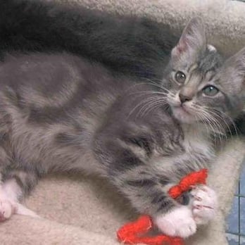 Homeless Cat Network - Animal Shelters Near Me Homeless Cat Network - Animal Shelters Near Me