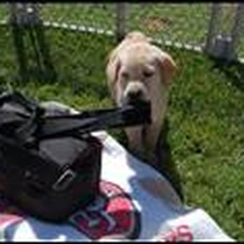 Diamond P Labradors - "Rainbow" tugging on Mike's camera bag (so that's what he was thinking about...) - Pets Near Me - Walnut Grove, California