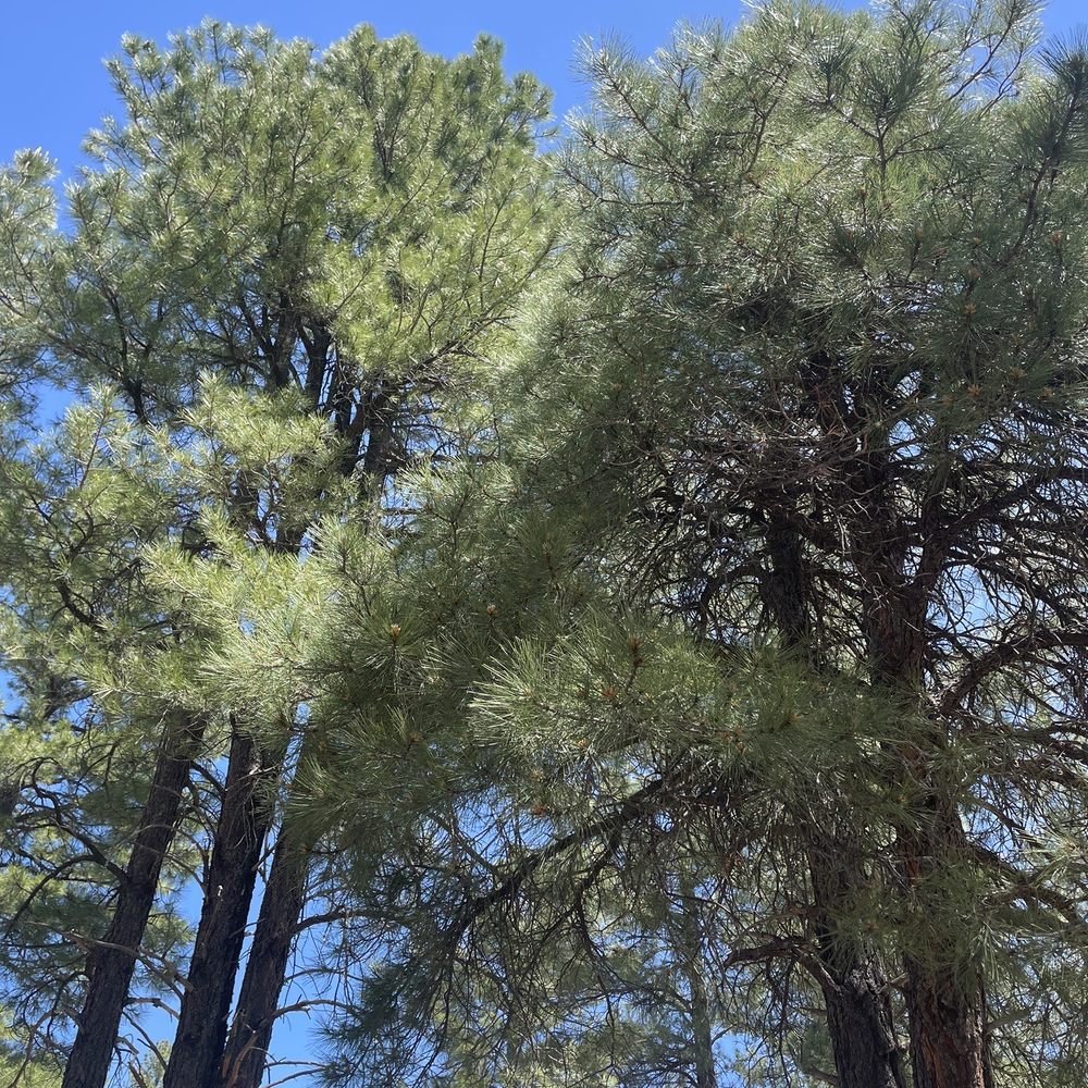 White Horse Lake Campground - Tons of gorgeous pines - Campgrounds Near Me