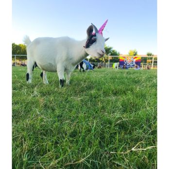 Goat Yoga - Goats walking around during the yoga class - Yoga Near Me Goat Yoga - Goats walking around during the yoga class - Yoga Near Me