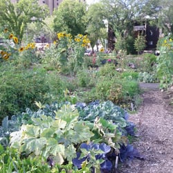 Peace Garden Park - Getting close to harvest time!