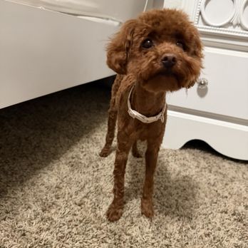 PetSmart Dog Training - Pet Training Near Me - Auburn, California PetSmart Dog Training - Pet Training Near Me - Auburn, California