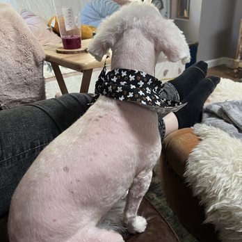 Bornagain Pet Salon - How he looked after todays grooming - Pet Groomers Near Me - Trabuco Canyon, California