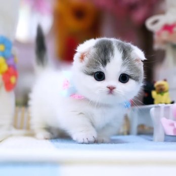 Munchkin Cat House - Pet Breeders Near Me - Joplin, Missouri Munchkin Cat House - Pet Breeders Near Me - Joplin, Missouri