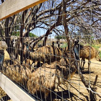 Ostrichland USA - Attraction Farms Near Me - Solvang, California Ostrichland USA - Attraction Farms Near Me - Solvang, California