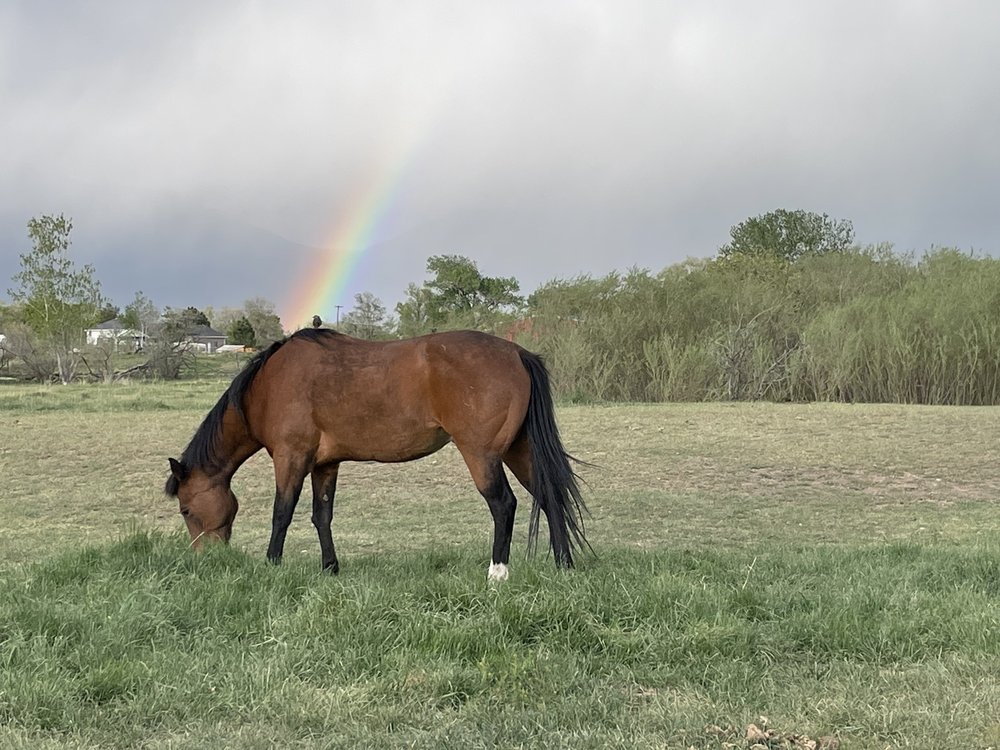 Harness Your Power - equestrian in Marriott Slaterville, UT