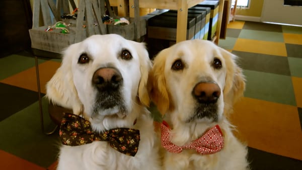 Canine To Five by null