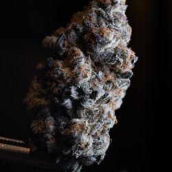 Five Zero Trees
