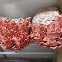 Wolgast Mushrooms