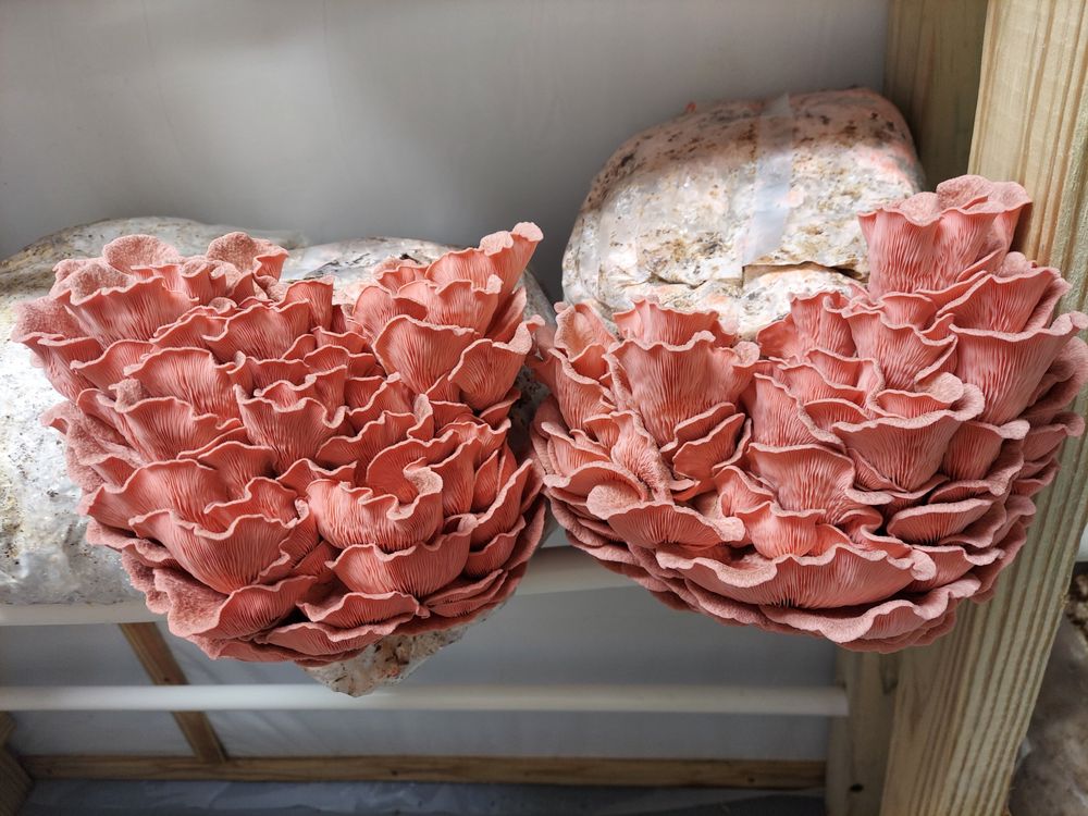 Wolgast Mushrooms Logo