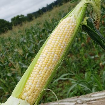Fuhrmann Orchards - a hand holding a corn cob - Farmers Market Near Me - Wheelersburg, Ohio