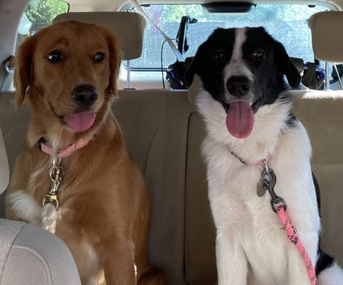 Lowe's Pet Motel & Grooming Shop