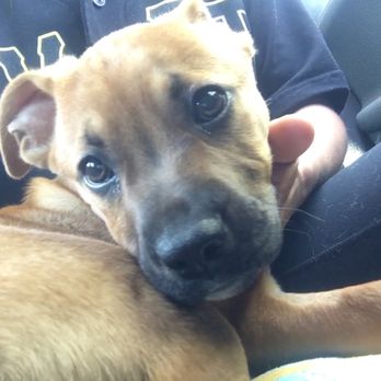Animal Compassion Team - Ride home! - Animal Shelters Near Me - Fresno, California Animal Compassion Team - Ride home! - Animal Shelters Near Me - Fresno, California