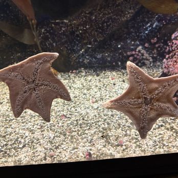 Shark Reef Aquarium at Mandalay Bay - Aquariums Near Me - Las Vegas, Nevada